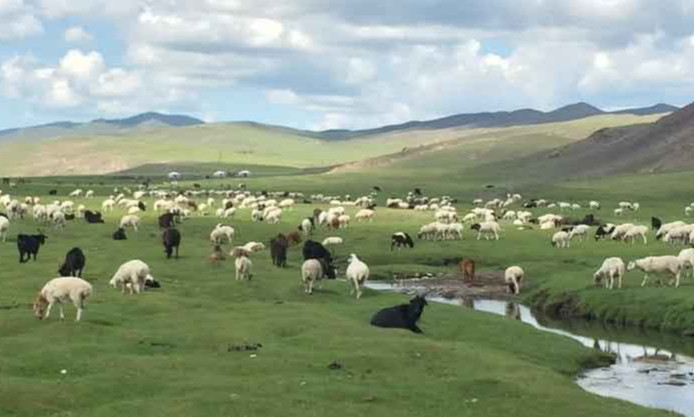 Архангай аймагт аадар борооноор 5000 орчим мал урсчээ