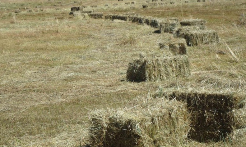 Малчдын түвшинд өвс, тэжээлийн бэлтгэл 81 хувьтай байна